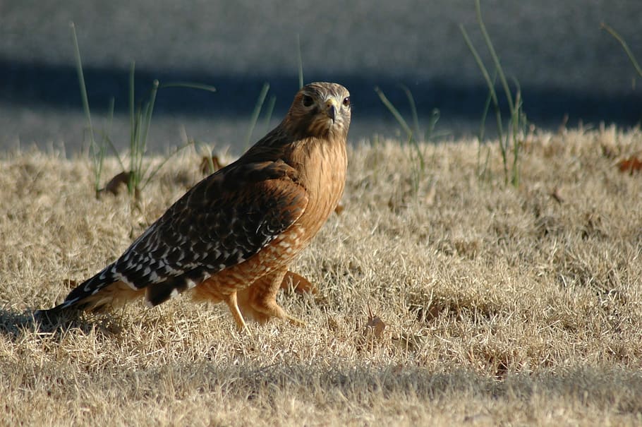 Hawk, Nature, Predator, Red-Tailed, bird, animal, brown, wildlife, bird of Prey, animals In The Wild