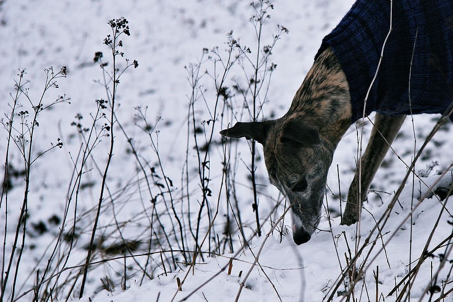 anjing, salju, berburu, menggosok, mengendus, anjing di salju, putih, hewan, musim dingin, bermain