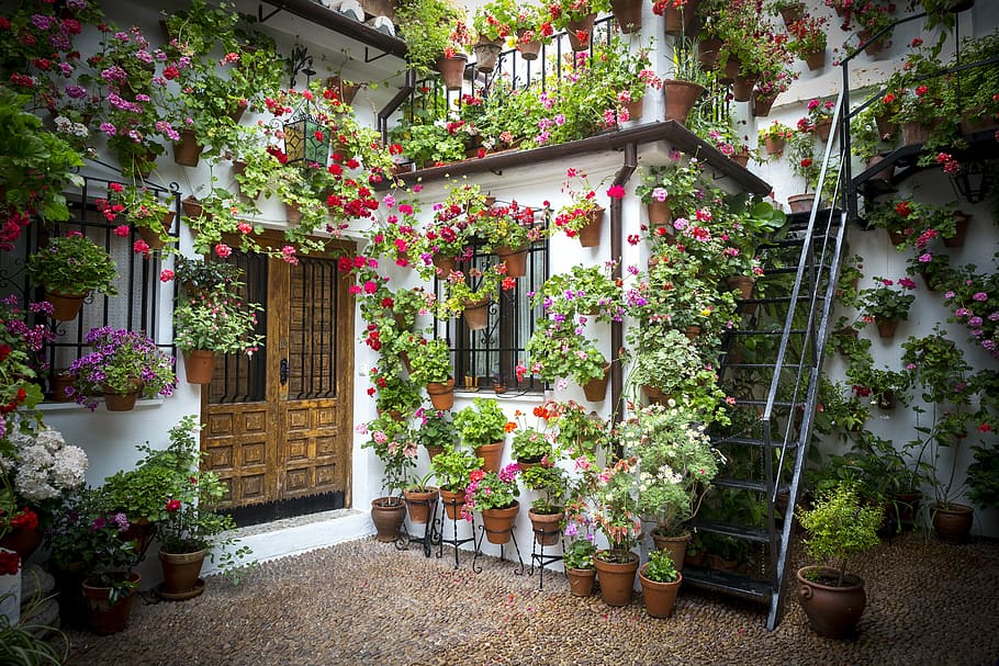 photography, house, flowers, pots, patio, andalusian patio, potted plant, spain, nature, leaves