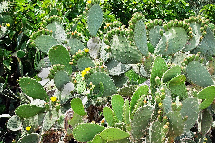 cactus, opuntia, snowshoes, yellow flowers, quills, thorns, cacti, growth, green color, plant