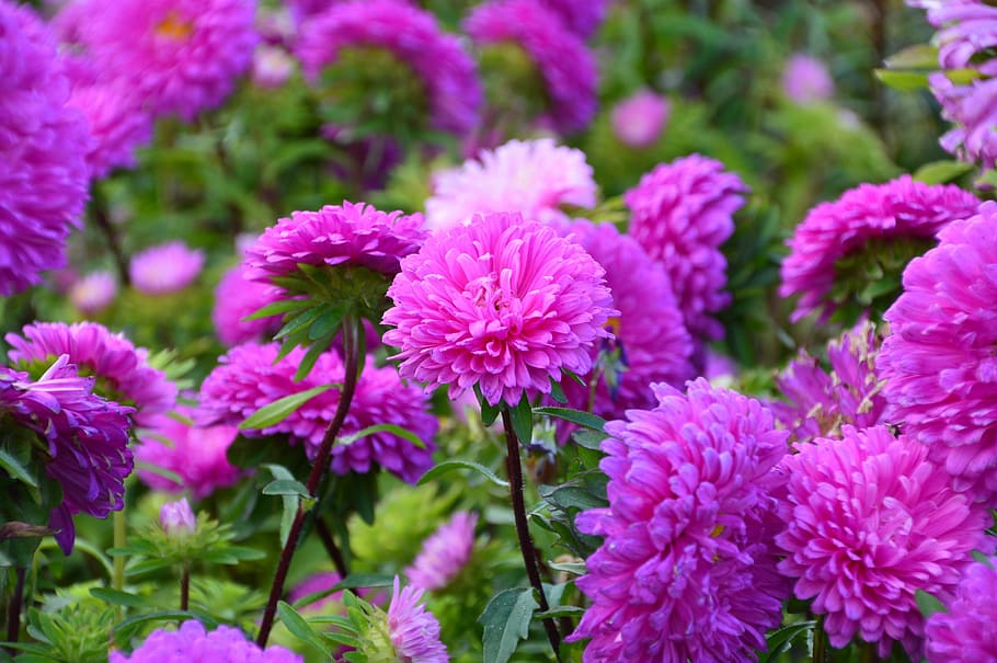 Astra, Flower, Pink, pink color, plant, purple, growth, flowering plant, beauty in nature, freshness