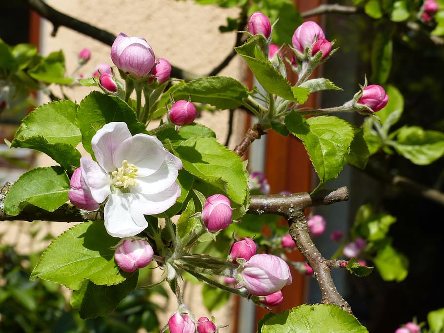 spring, apple blossom, nature, apple tree blossom, blossom, flower, flowering plant, plant, beauty in nature, growth