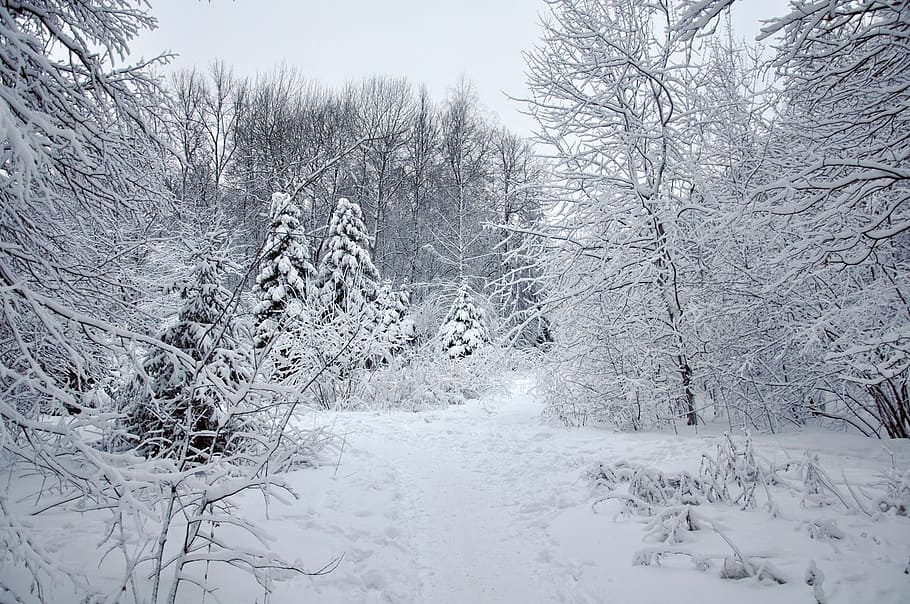 Rusia, pohon, teluk kecil, salju, siang hari, musim dingin, suhu dingin, tanaman, meliputi, keindahan di alam