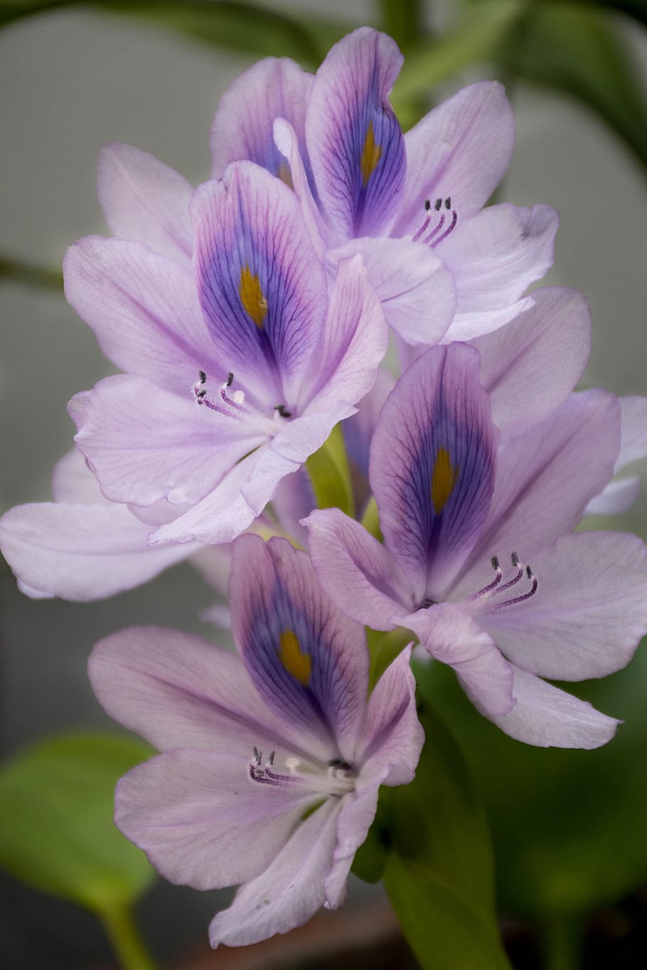orchid, purple, lotus, flowers, flower, refreshing, the green, cho, flower garden, spider webs