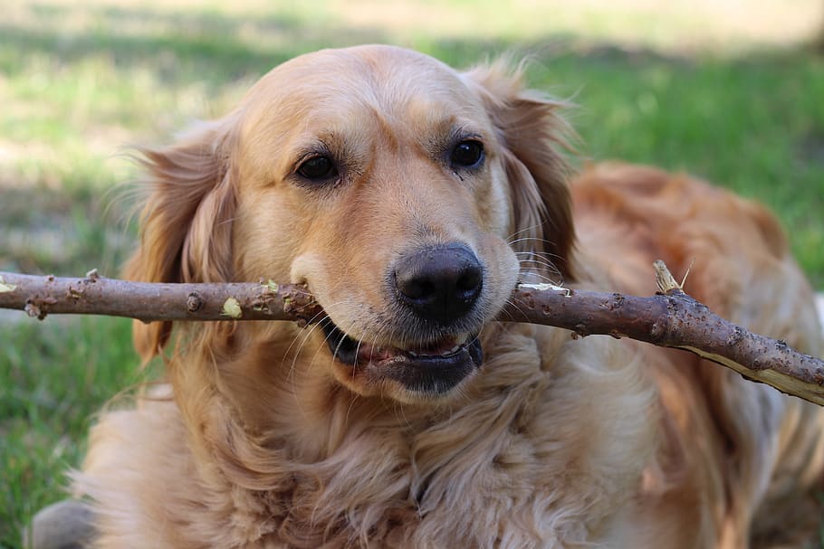 dog, golden retriver, friend, stick, water toy, fun, animal, favorite, canine, one animal