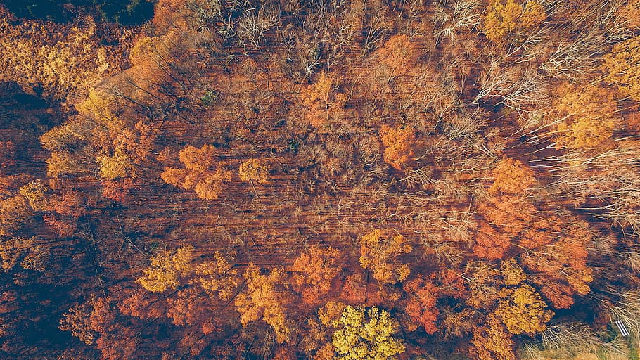 untitled, nature, trees, woods, autumn, orange, forest, fall, aerial, backgrounds