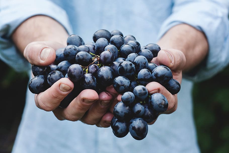 person, holding, black, berries, fruit, human Hand, berry Fruit, food, grape, agriculture