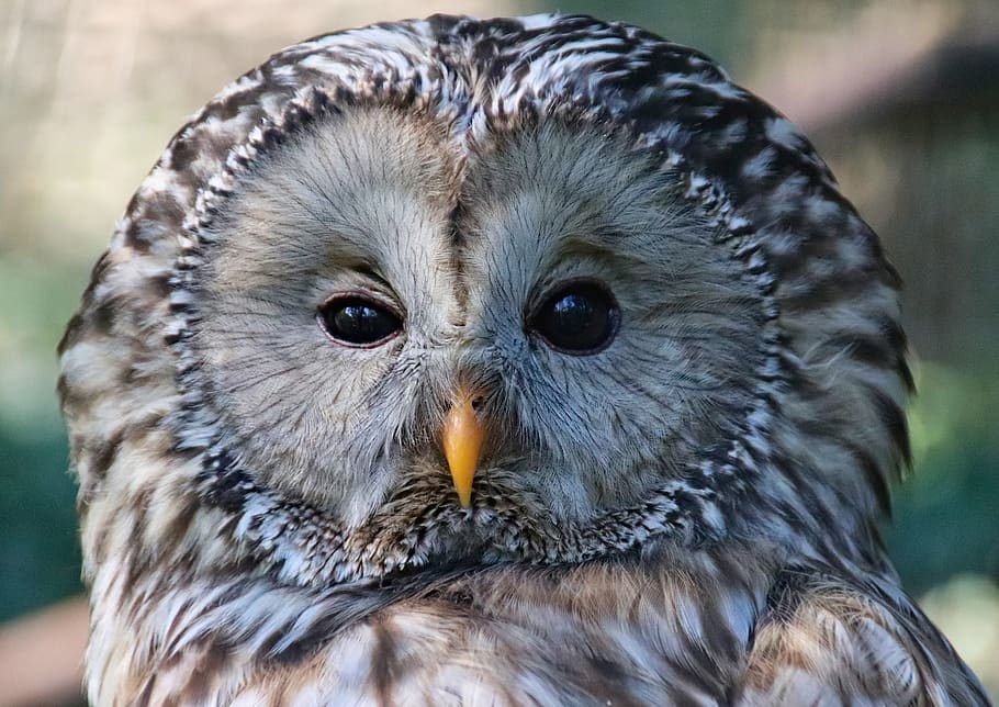 owl, tawny owl, whitish, bird, feather, beak, predator, head, close up, animal wildlife