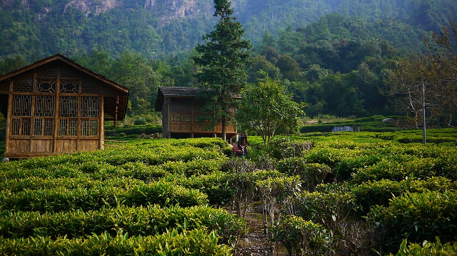 tea garden, hillside, tea house, nature, agriculture, asia, farm, mountain, rural Scene, plant
