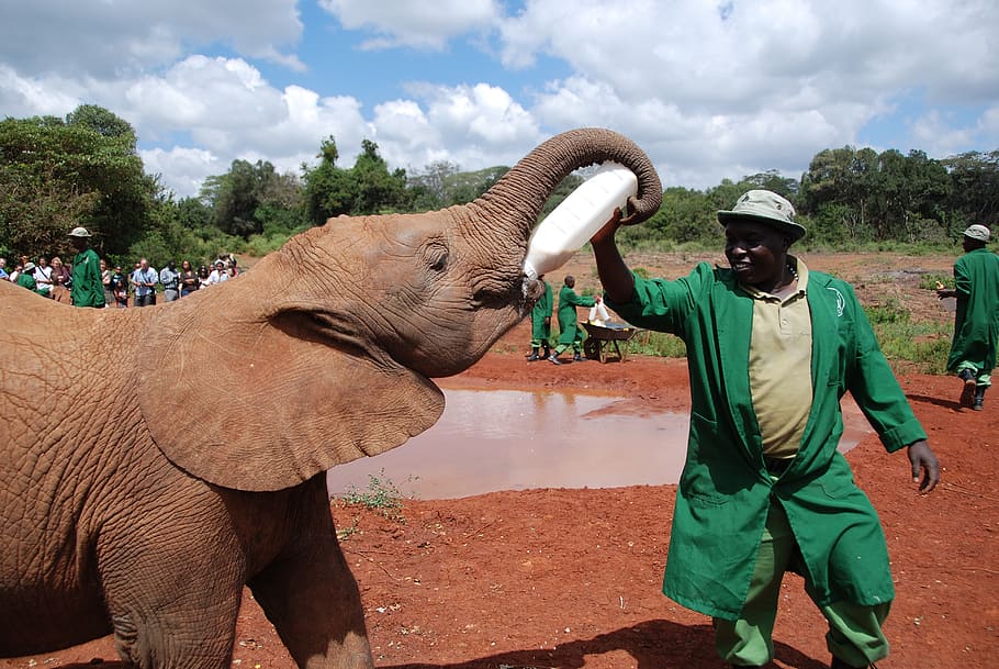 man, brown, elephant, daytime, baby, feeding, milk, bottle, ranger, nairobi