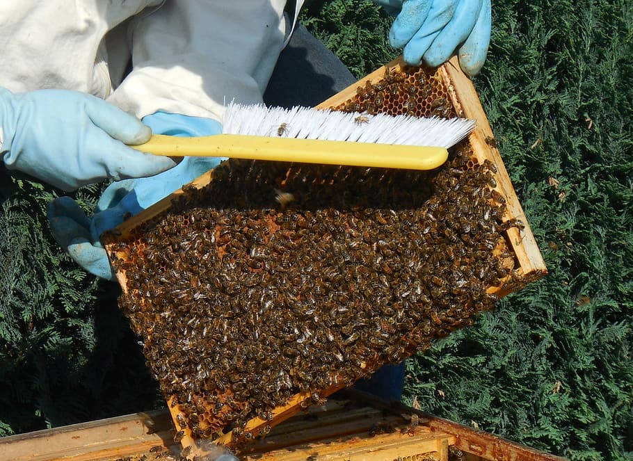 pessoa, segurando, escova, colméias, parede média, abelhas, colmeia, mel, apicultor, trabalho
