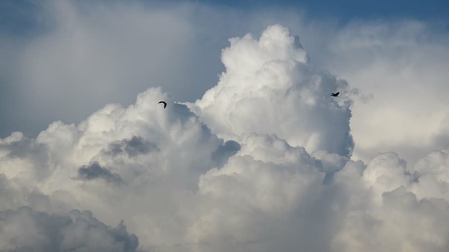 two, flying, birds, clouds, storm, dark clouds, nature, rain, after the storm, landscape