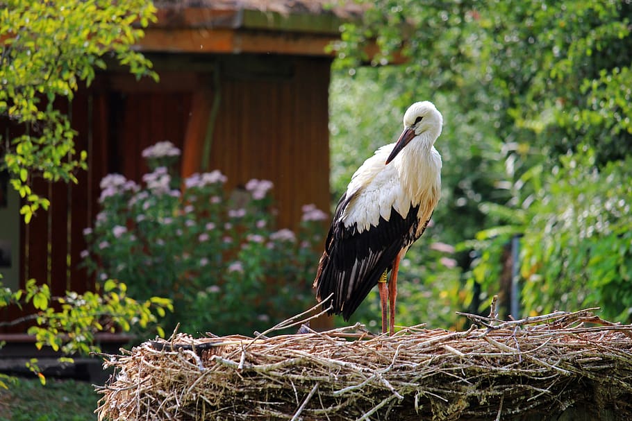 stork, rattle stork, bird, nature, white stork, feather, bill, plumage, animal world, flying