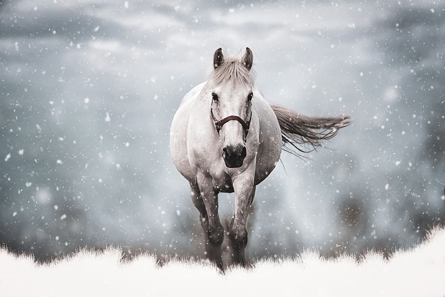 horse, mare, pregnant, winter, snow, snowflakes, animal, mammal, mold, wintertime