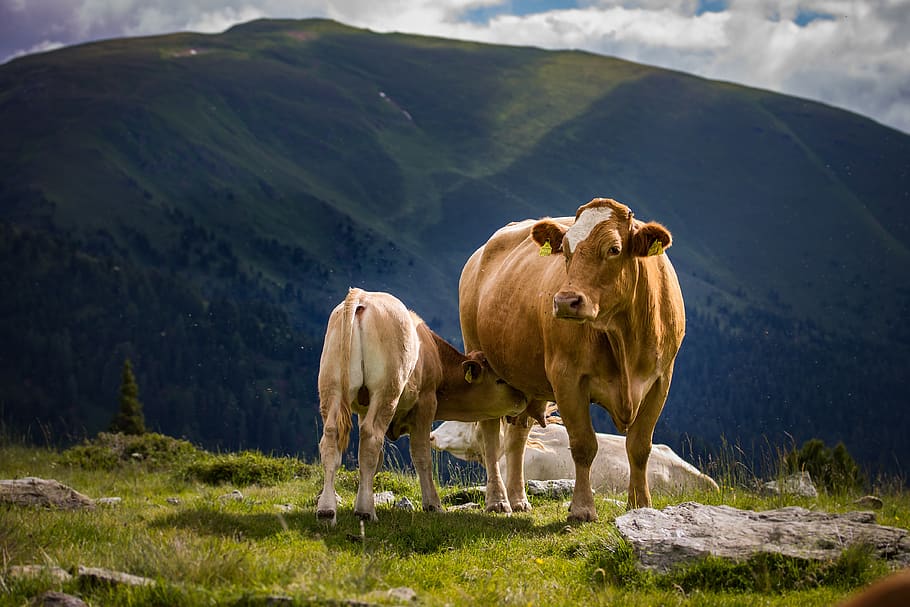 cow, calf, pasture, cattle, nature, cute, mountain, breastfeeding, meadow, animals