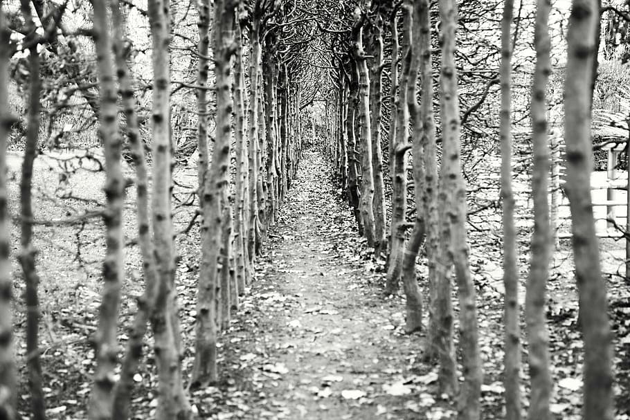 grayscale photo, trail, trees, away, empty, avenue, path, hiking, forest path, romance