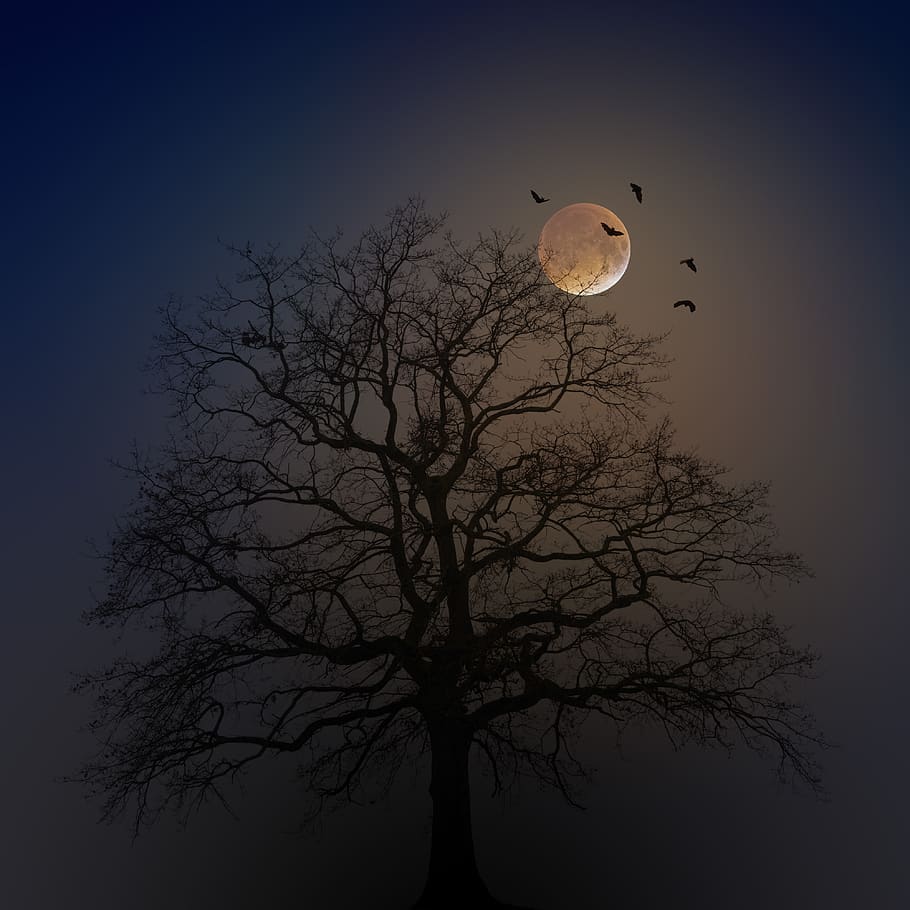 halloween, pohon, bayangan hitam, bulan, kabut, kelelawar, menyeramkan, kengerian, aneh, gelap