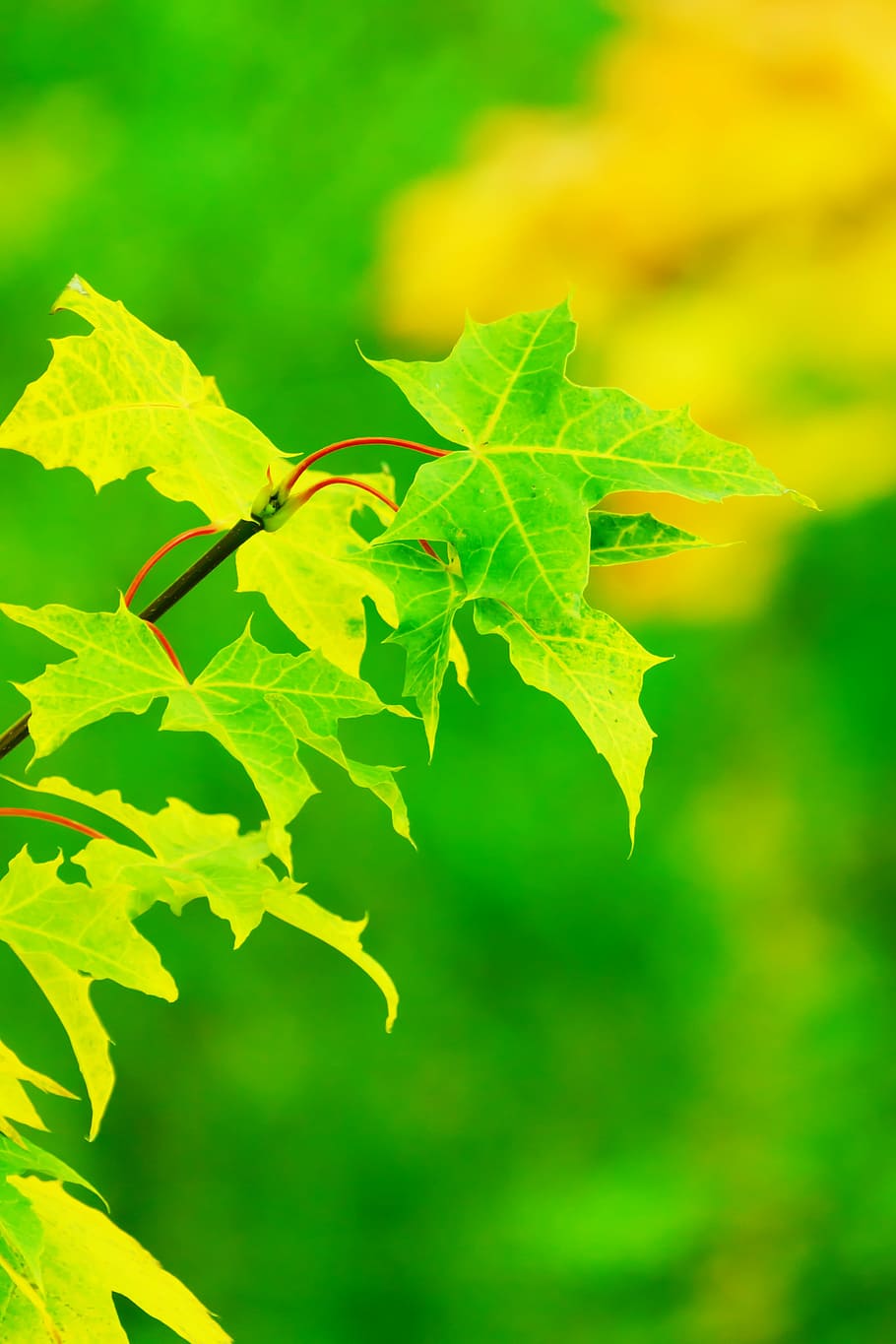 緑の葉の植物, 秋, 明るい, 色, カラフル, 植物, 葉, 緑, もみじ, 自然