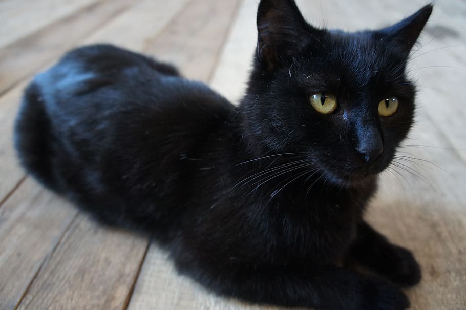 kucing itu hitam, kucing, peliharaan, kucing bermata kuning, domestik, tema hewan, kucing domestik, mamalia, hewan peliharaan, hewan domestik