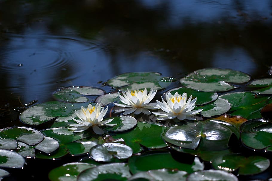 lotus painting, water lilies, pond, lotus, aquatic plants, white flower, pond plants, wildflower, flower, water