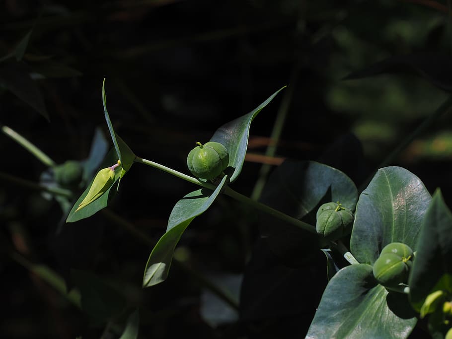Euphorbia Lathyris, Spurge, euphorbia, familia de spurge, euphorbiaceae, semillas, cápsulas de semillas, encapsulado, tóxico, ingenol