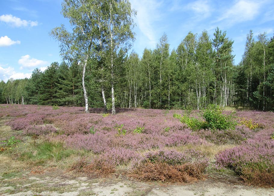 heathland, nature, heather, birch, heide, tree, outdoors, summer, forest, plant