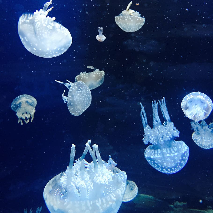 jellyfish, wobbling, aquarium, underwater, animal, umbrella-shaped, sea, animal wildlife, animal themes, animals in the wild