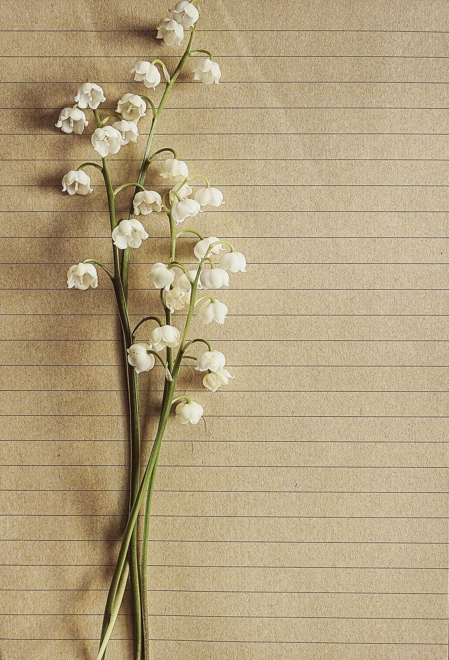 closeup, lilly, valley flower, lilies of the valley, vintage, letter, paper, flower, rustic, floral