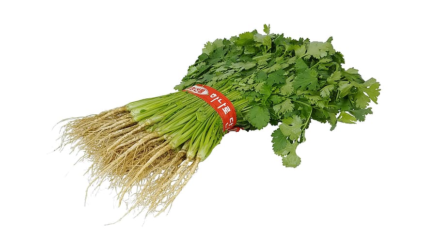 cilantro, high, green, vegetable, seasoning, food, grocery, coriandrumsativum, fresh, purchase
