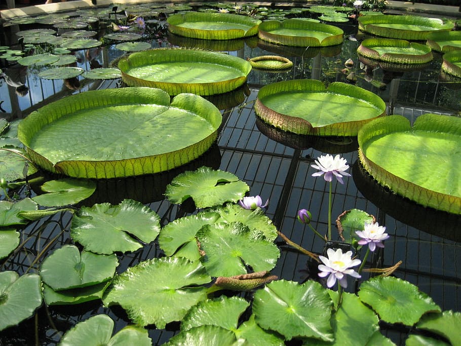 Lily Pad, Pond, Kew Gardens, Botanic, botanical, flower, green, water, botany, garden