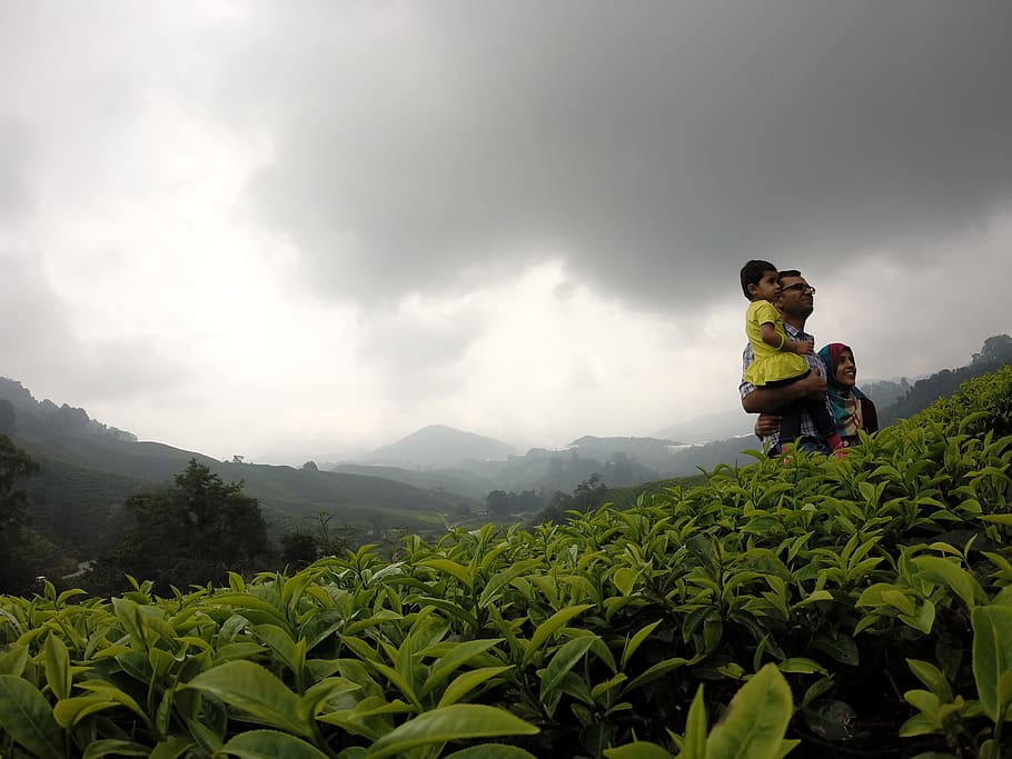 man, standing, green, field, Tee, Tea Plantation, Family, Clouds, nature, sky