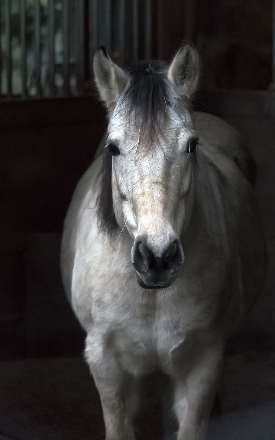 close-up photo, white, horse, barn, animal, mammal, mane, nature, stallion, farm