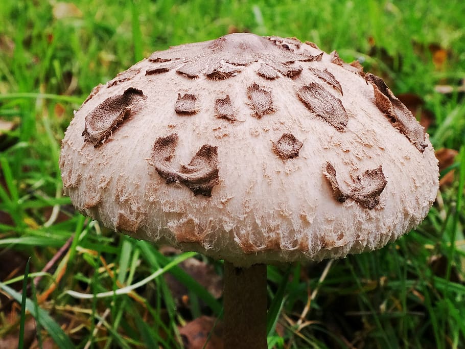 schirmling, mushroom, parasol, giant schirmling, forest, autumn, screen fungus, scale, hat, light brown