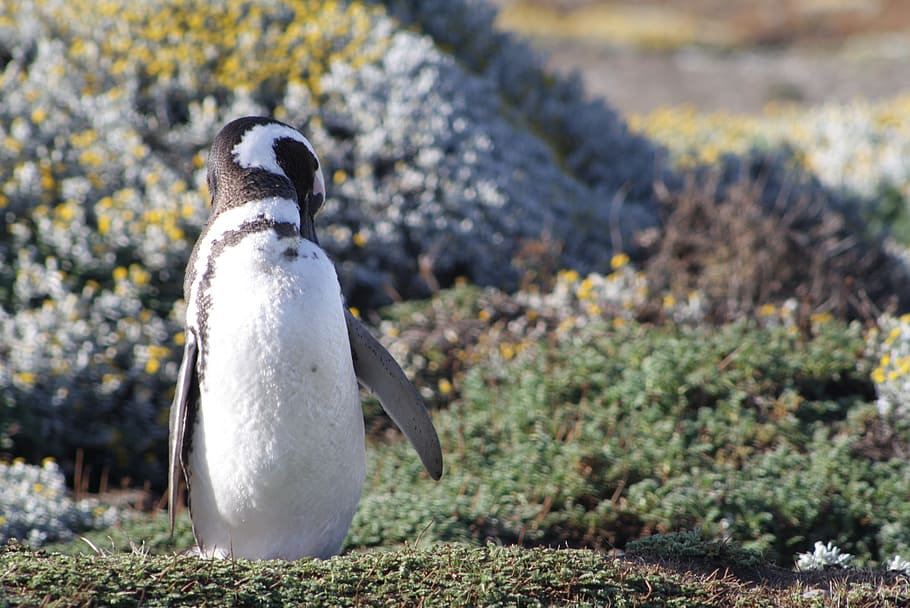 Penguin, South, Patagonia, antarctic penguin, magellan, tourism, nature, chilean patagonia, penguin nest, antarctica