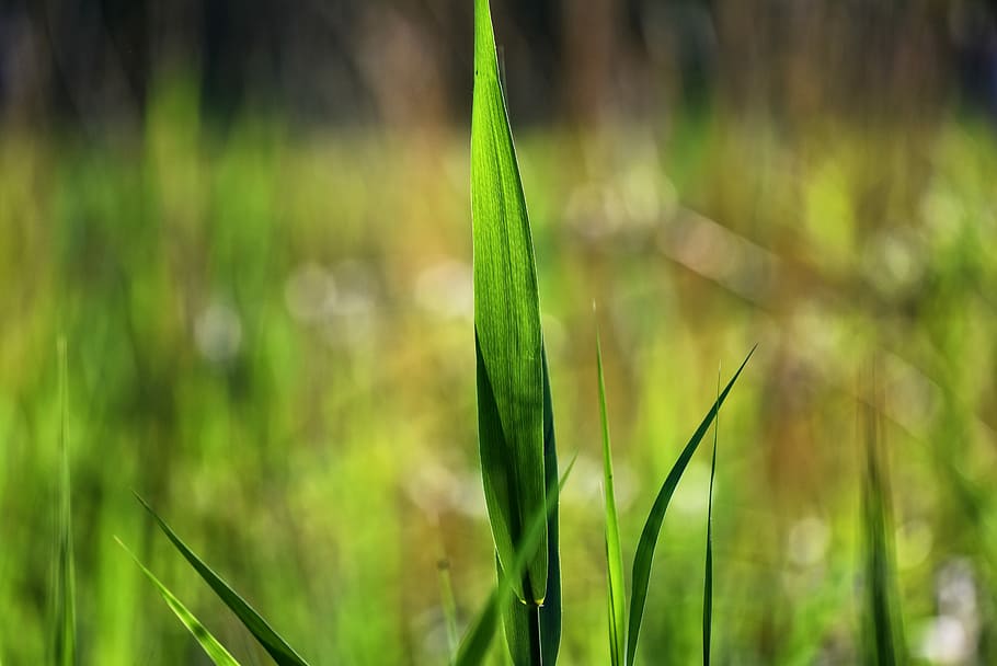 selective, focus photography, green, grass, rush, blade, rush blade, plant, juncaceae, swamp