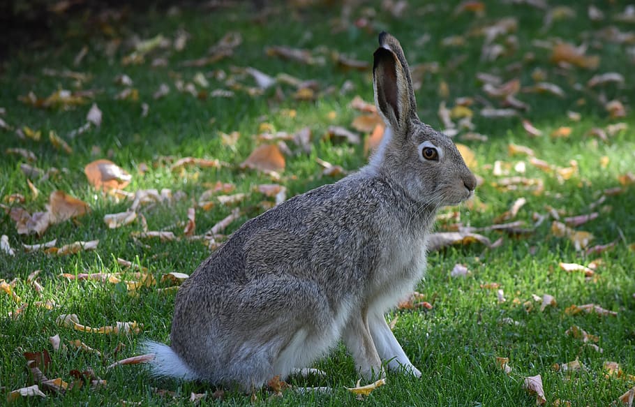 peter rabbit, bunny, rabbit, hare, cute, animal, nature, ears, bunnies, furry