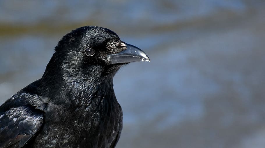close, photography, black, crow, common raven, raven, snow, winter, cold, raven bird