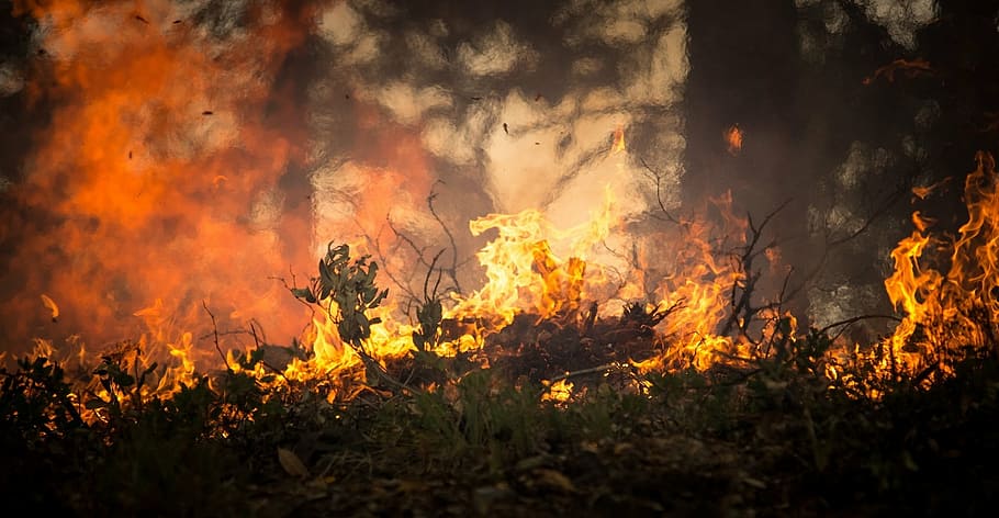 floresta sendo queimada, incêndio florestal, incêndio, chama, fumaça, árvores, calor, queima, quente, perigo