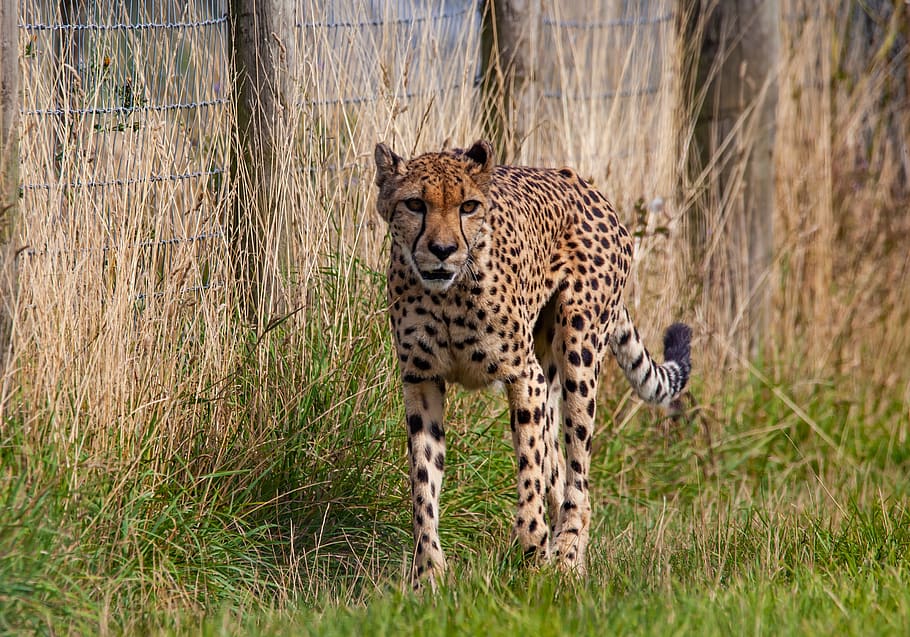 guepardo, acecho, gato grande, rápido, velocidad, carnívoro, animal, caza, cazador, mirando