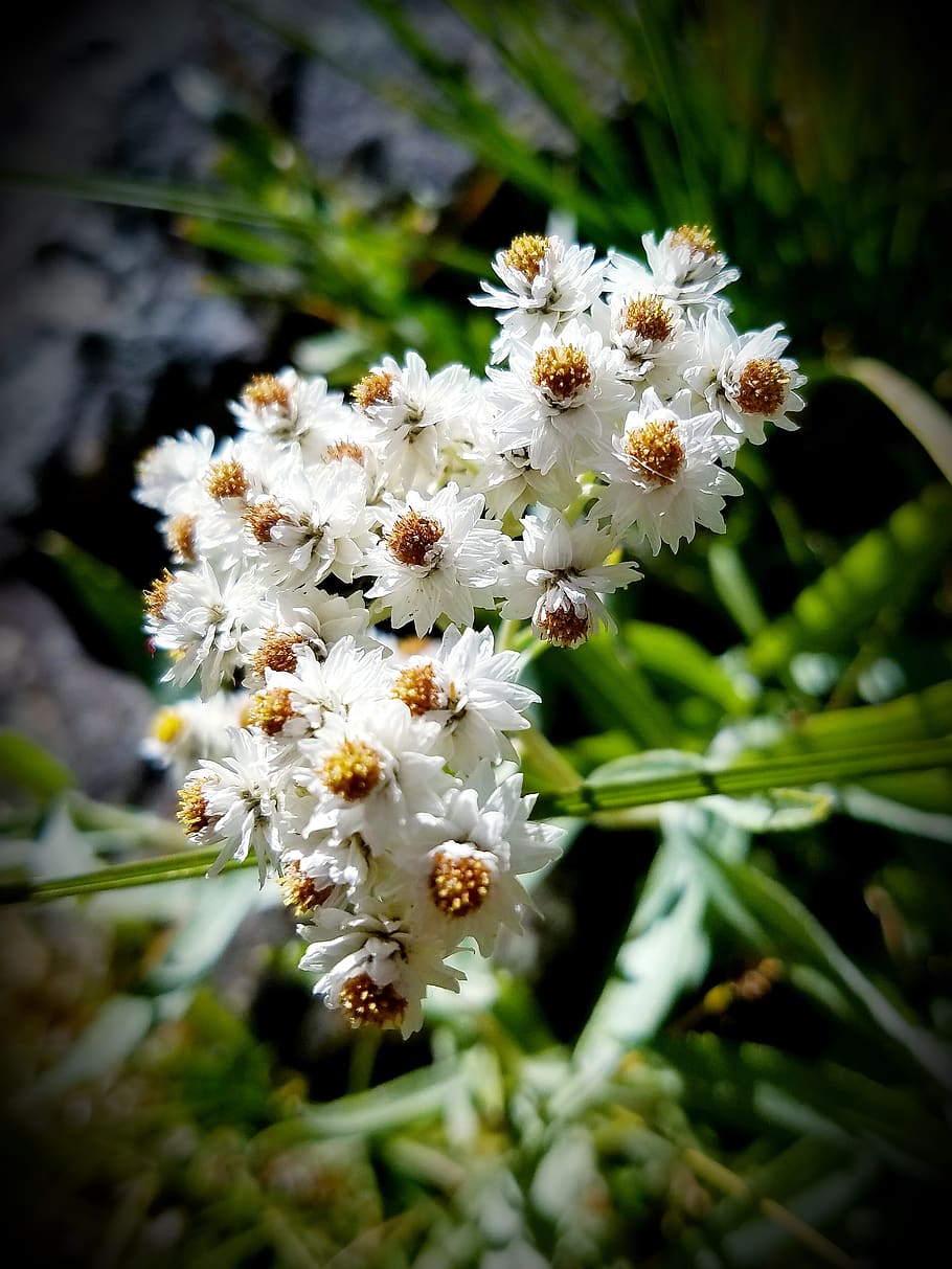 pearly everlasting, white flowers, feverfew, baby's breath, wildflowers, blooms, floral, bouquet, blossom, flowering plant