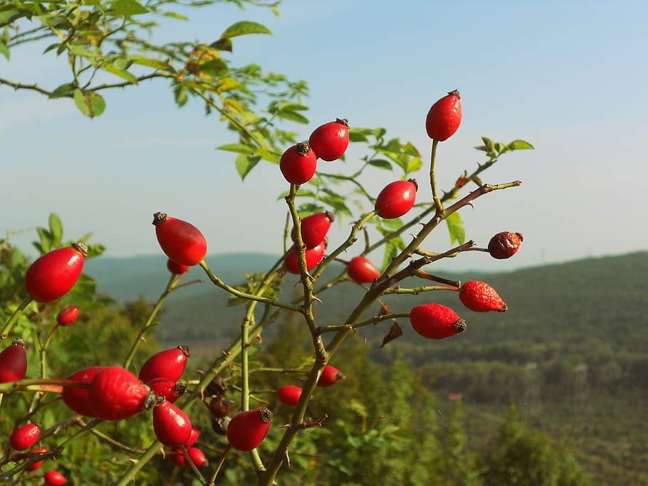 buah bulat merah, pinggul mawar, berry, alam, pemandangan, musim gugur, tanaman, merah, buah, liar