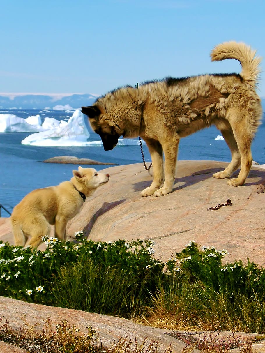 natural, caro, ao ar livre, viajar, verão, gronelândia, cães de trenó, temas animais, animal, mamífero