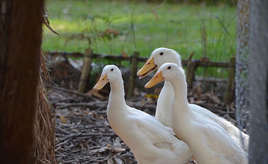 duck, pekin duck, american pekin duck, animal, nature, bird, cute, poultry, white, young