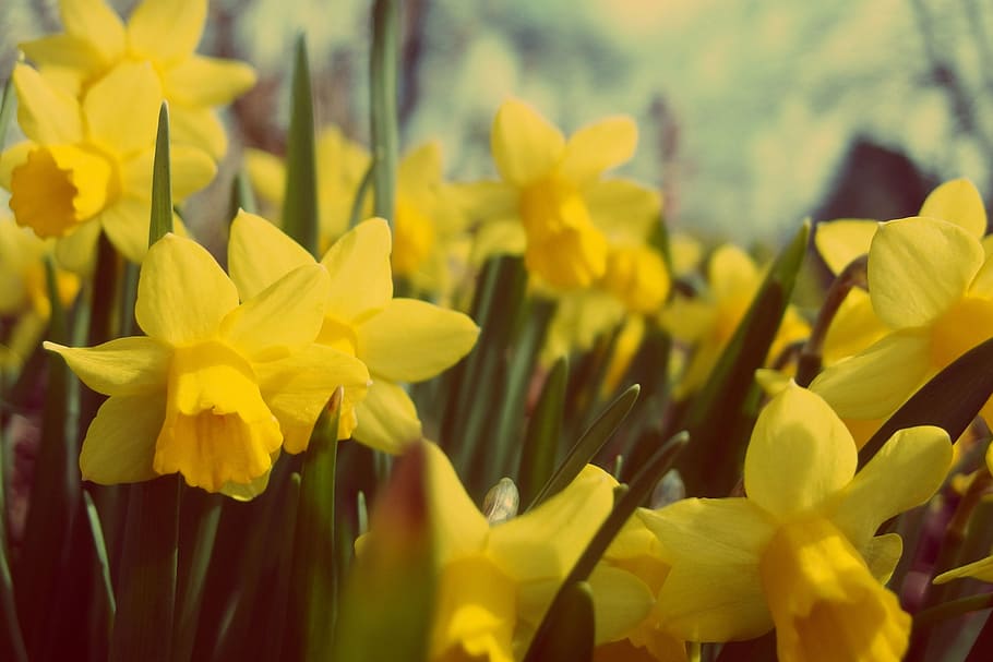 kuning, fotografi makro bunga daffodil, bakung, berbunga, siang hari, bunga, alam, taman, tanaman, pertumbuhan