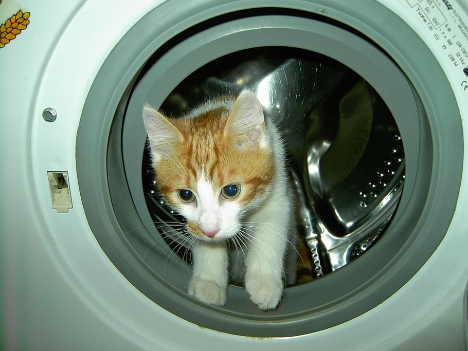 cat, front-load washer, domestic cat, nose, cat's eyes, kitten, adidas, puppy, young animal, washing machine