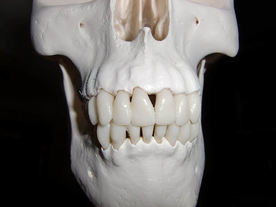 foto de primer plano, blanco, decoración de halloween del cráneo, esqueleto, cráneo y huesos cruzados, cráneo, hueso del cráneo, horror, hueso, muerte