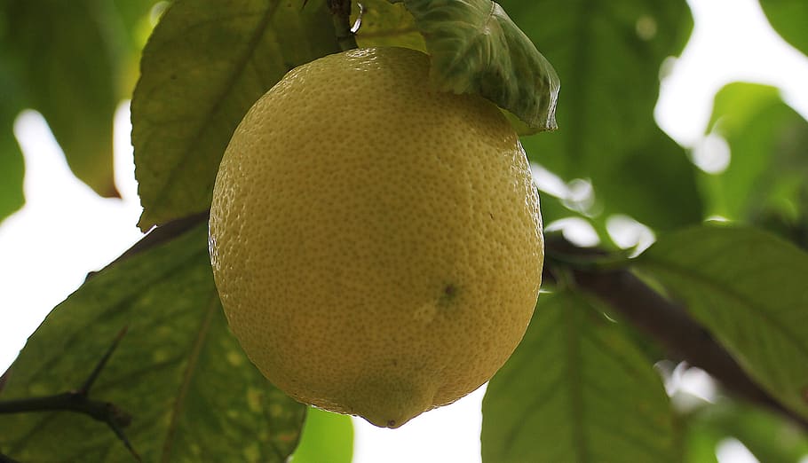 lemon, citrus fruit, lemon tree, food, citrus, vitamins, yellow, fruit, tree, healthy