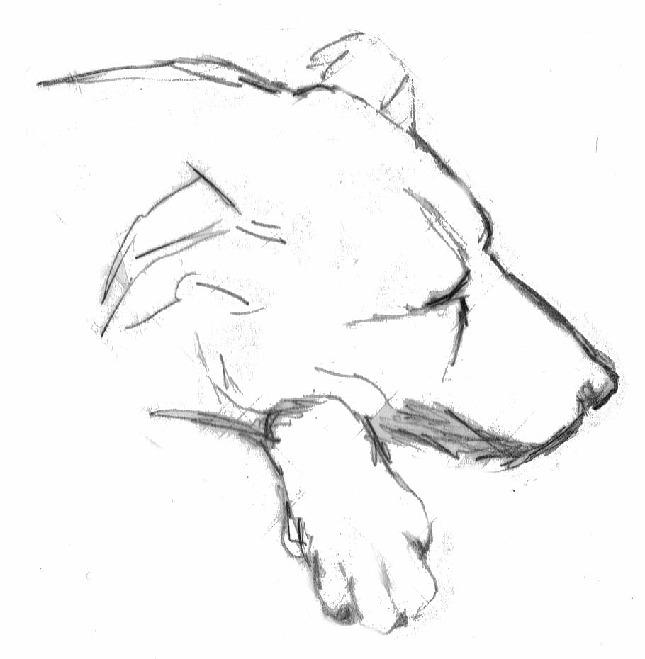 犬, 睡眠, 居眠り, 眠っている犬, 描画, スケッチ, 鉛筆, ペット, 横になっている, 横になっている犬