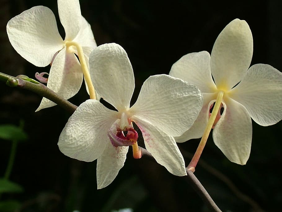Orchid Flower, תרגם, פרח סחלב, 8 5000, flower, petal, flower head, beauty in nature, fragility, nature