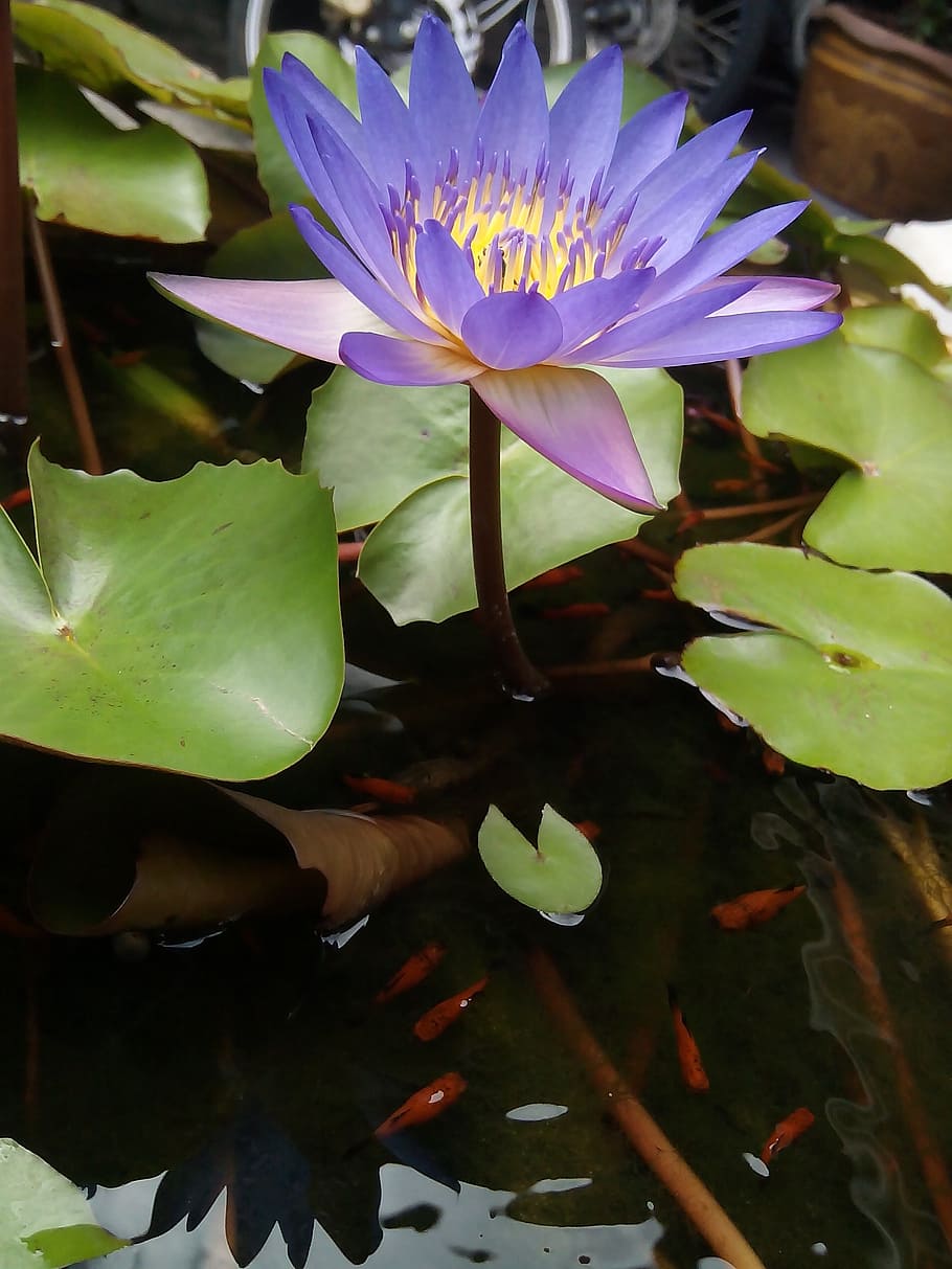 lotus leaf, lotus, water plants, flowers, lotus lake, purple lotus, lotus basin, water, flower, tub